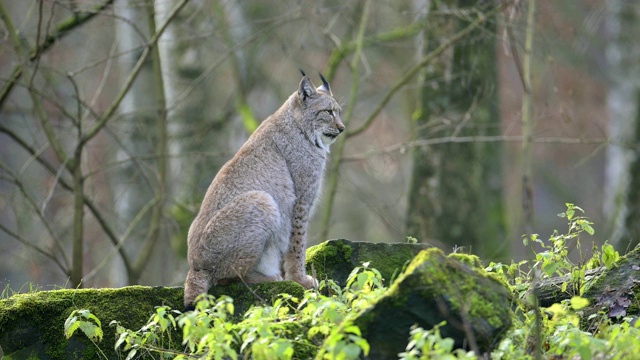 欧洲山猫;山猫，山猫，坐在森林里视频素材