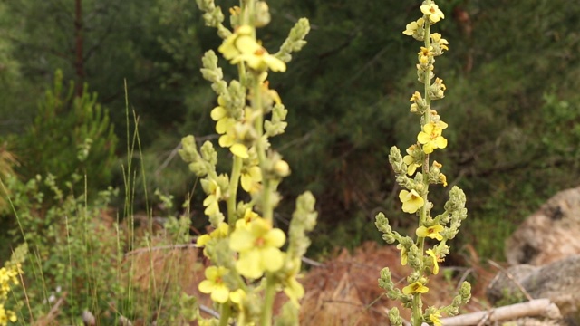 这个学名叫做Verbascum，在安纳托利亚的乡村被称为Sigirkuyrugu花。
艾登/土耳其11/05/2015视频素材