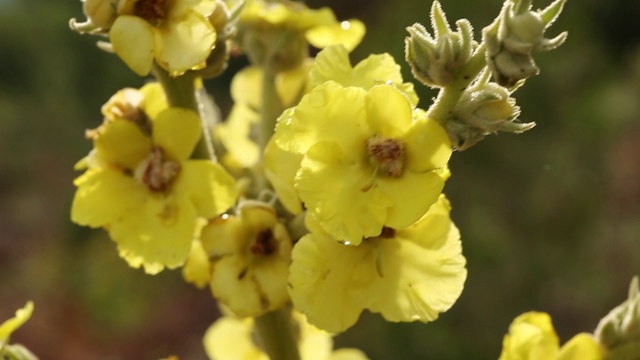 这个学名叫做Verbascum，在安纳托利亚的乡村被称为Sigirkuyrugu花。
艾登/土耳其11/05/2015视频素材