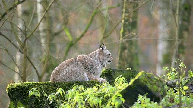 欧洲山猫;猞猁，躺在森林里视频素材