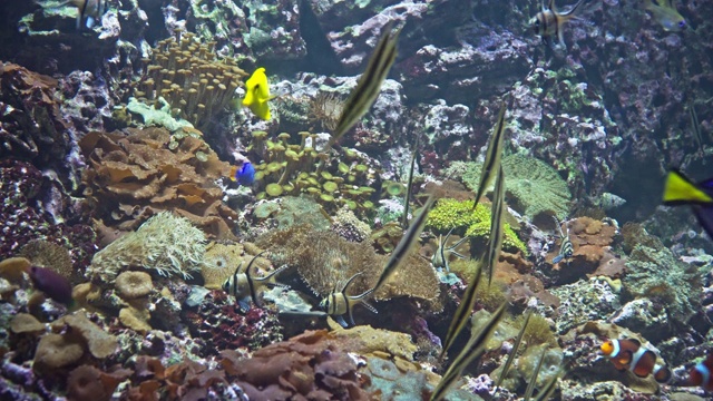 大型水族馆中的热带海洋鱼类视频素材