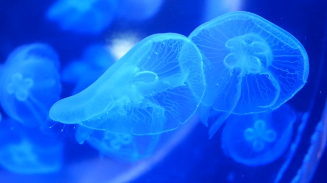 特写，美丽的水母和蓝色的光。水族馆里活动的水母，4K视频素材