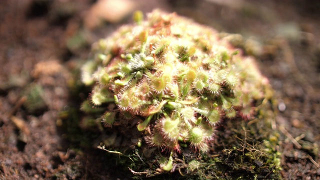 食虫植物,4 k视频素材