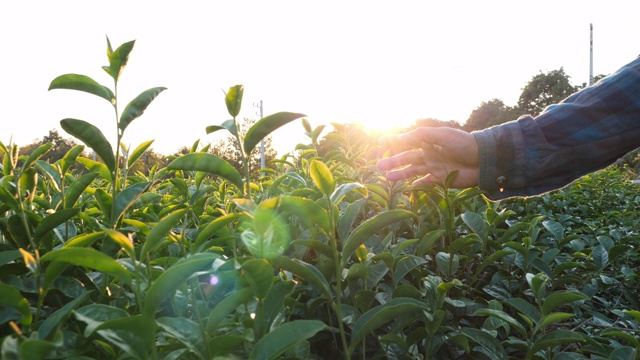 农民用手触摸植物中的绿茶叶子的慢动作视频素材