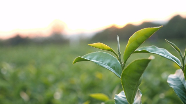 绿茶在日落的植物视频素材