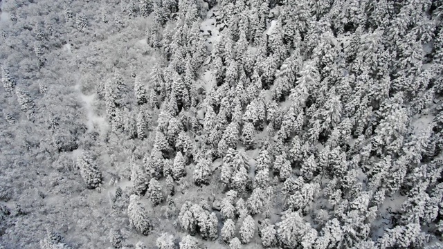 雪福勒斯特视频素材