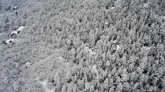 雪福勒斯特视频素材