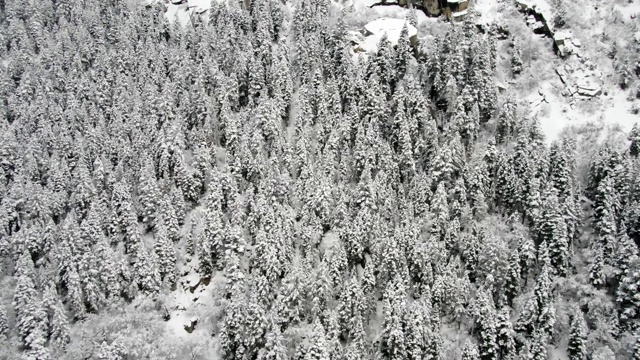 雪福勒斯特视频素材