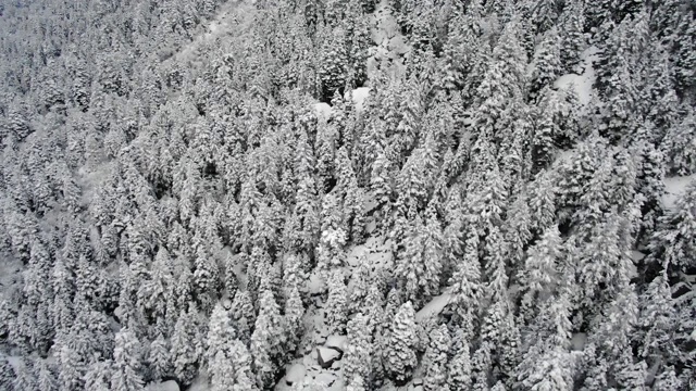 雪福勒斯特视频素材