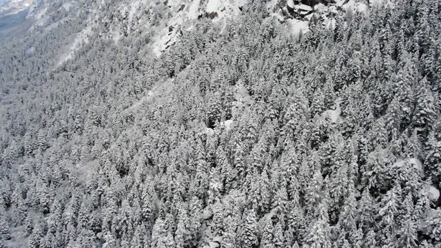 雪福勒斯特视频素材