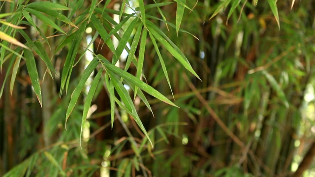 竹林茂密，宁静祥和。视频下载