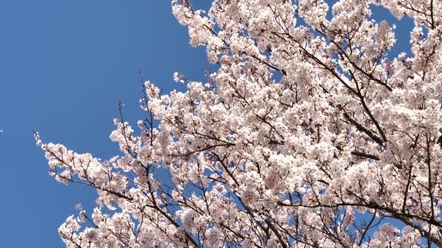 樱花视频素材