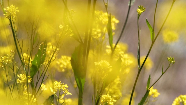 油菜籽花视频素材