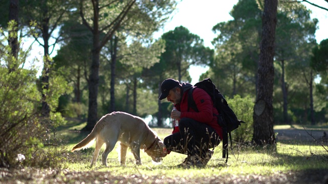 口渴的猎犬喝着塑料瓶里的水。视频素材