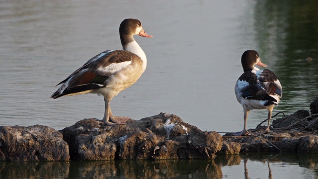 一种常见的鸭嘴兽，塔多纳塔多纳。Camargue, France视频素材