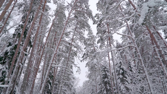 高大的树木被白雪覆盖视频素材