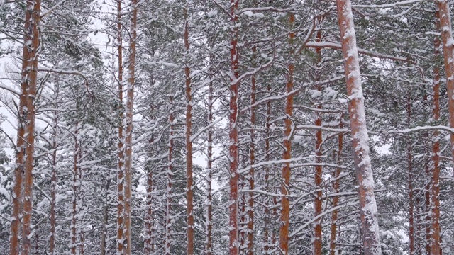 森林里的树上爬满了雪视频素材