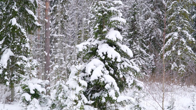 仔细观察覆盖在植物上的雪视频素材