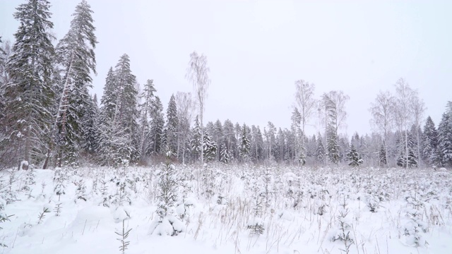 一片覆盖着积雪的森林景色视频素材