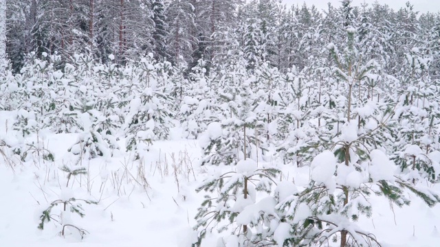 地上覆盖着厚厚的白雪视频素材