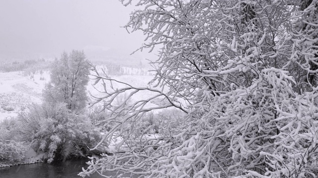 河流在科罗拉多山脉的森林里下雪。全景相机运动。视频素材