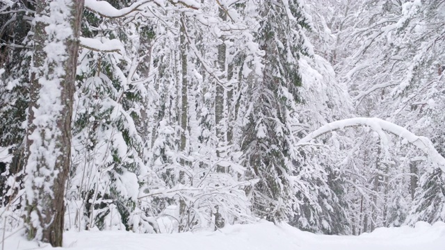 植物上厚厚的积雪的景象视频素材