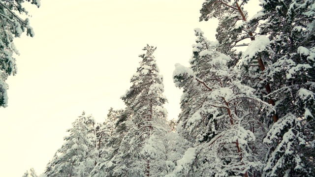 仔细看看树梢上厚厚的积雪视频素材