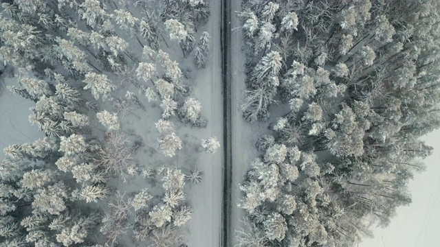 下雪下雨时松树的顶视图视频素材