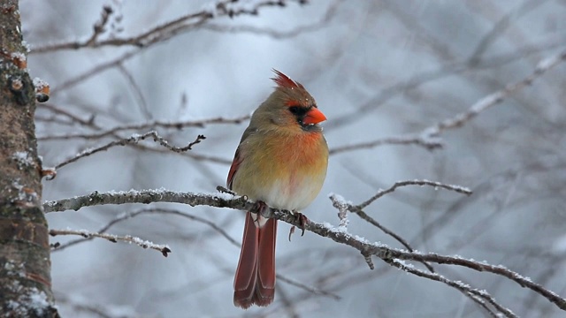 雌性北方红衣主教栖息在降雪视频素材