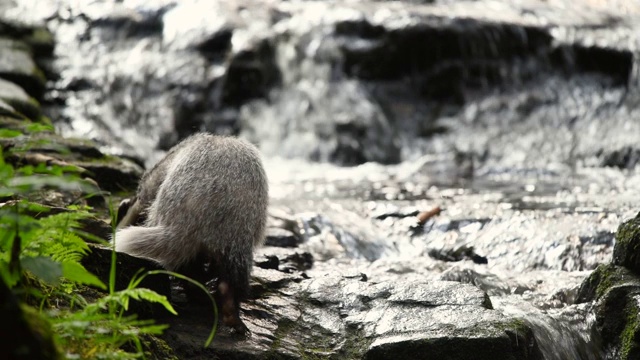 獾在森林里寻找食物视频素材