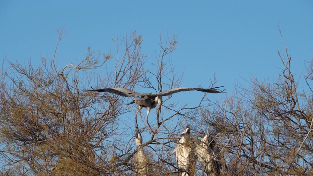 灰鹭，Ardea cinerea, Camargue，法国视频素材