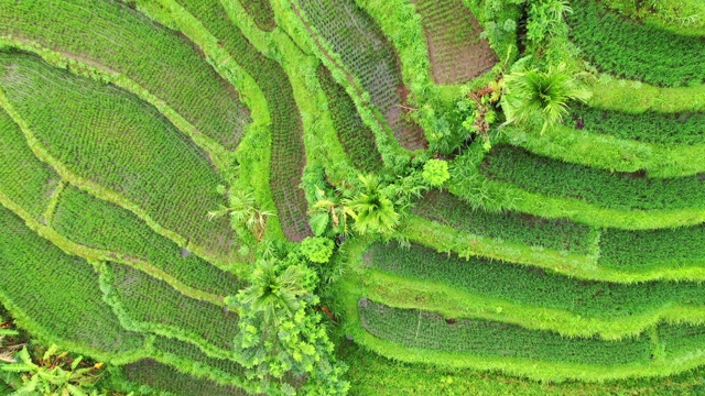 从空中拍摄的巴厘岛日出时的梯田。视频素材