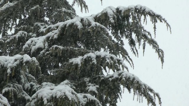 大雪和松树视频下载