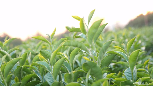 绿茶在日落的植物视频素材