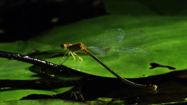 Seoul Pond Frog hunting a Dragonfly in puddle / Cheongju-si, chung cheongbug -do，韩国视频素材