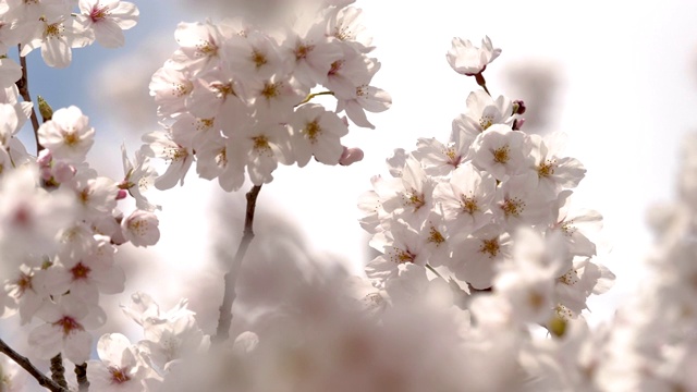 樱花视频素材