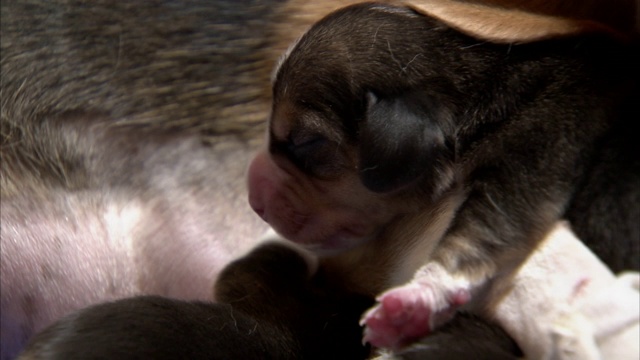 一只新生的小猎犬爬过妈妈的爪子。视频素材