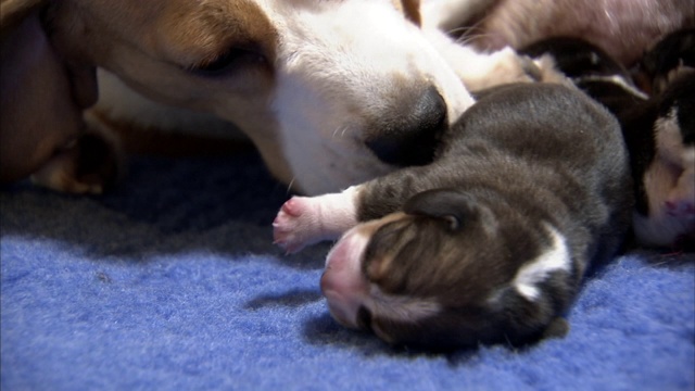 一只小猎犬在舔她的小狗。视频素材