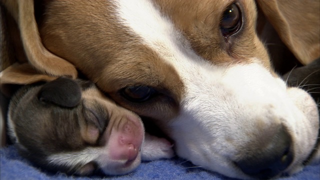 一只小猎犬依偎着她的新小狗。视频素材