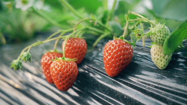 温室里的草莓视频素材