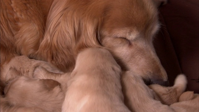 当母亲舔一只幼犬时，一窝幼犬在争夺哺乳的位置。视频素材