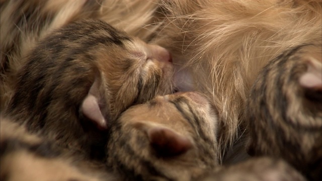 孟加拉小猫护士。视频素材