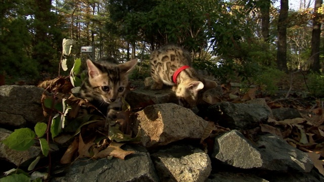 孟加拉小猫在后院探索岩石。视频素材