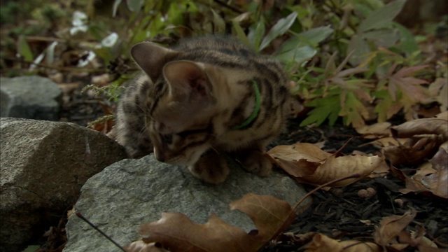 一只孟加拉小猫在一个树叶散落的院子里四处张望。视频素材