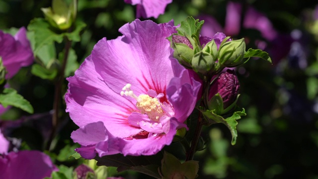 芙蓉(木槿)视频素材