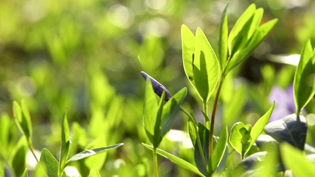 小长春花自然背景视频素材