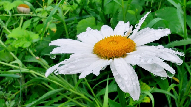 雨后甘菊上滴水珠视频素材