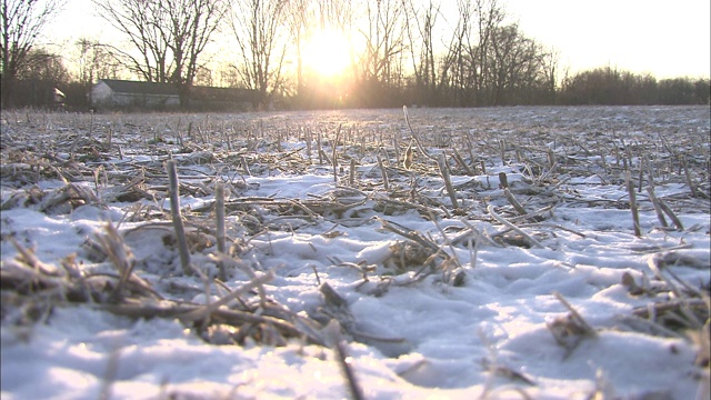 田里收获的庄稼的残茬从雪地里凸出来。视频素材