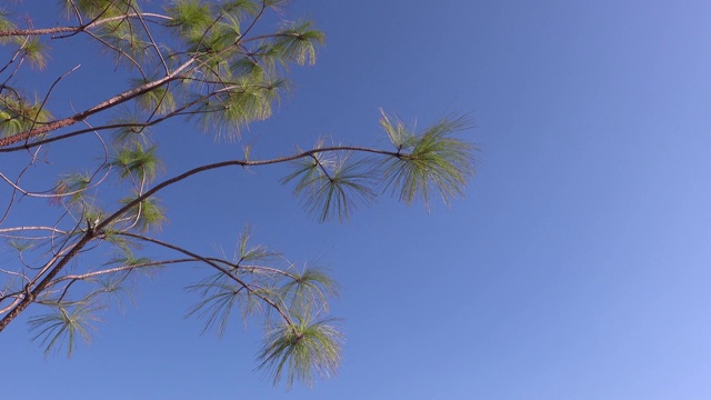 在清新的早晨，天蓝色背景上的树梢在微风中摇曳。视频素材