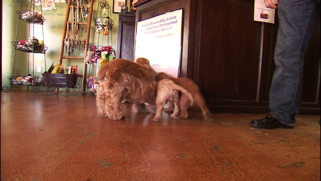 可卡犬的幼犬纠缠着一只老可卡犬。视频素材